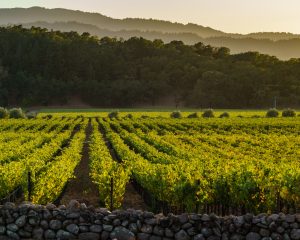 Napa Valley